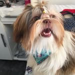 Fred Dias 🐾 - @fred.reflexivo - Instagram