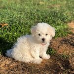 Fred Durbin - @fred_churchill_and_stanley - Instagram