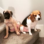 Fred & Earl - @fred_and_earl - Instagram