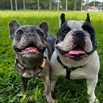 Frederico & Margô - @frederico.bulldogbaby - Instagram