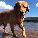 Fred Fainblat 🐾🦴🎾🐶🥏 - @fred.fainblat.golden - Instagram