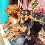 Frederico Fritz e Frantz - @fritz_frantz_ - Instagram