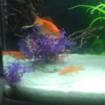 Fred Frédéric Fabien 🐠 - @poisson_3_f - Instagram