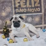 Frederico - @fred.fredericopug - Instagram
