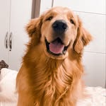 🐾 FRED 🐾 - @fredgolden__ - Instagram