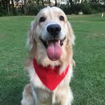 Fred - Golden Retriever - @fred.golden.retriever - Instagram
