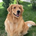 Fred | Golden Retriever - @fredinhogolden_ - Instagram