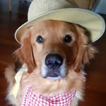 Fred Golden Dog - @fred_golden_dog - Instagram