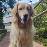 Fred Golden Retriever - @fred_golden - Instagram