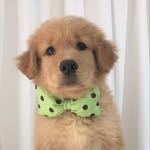Freddy - @fred_golden12 - Instagram