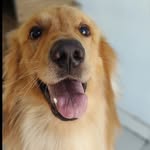 Golden Fred - @fred_golden19 - Instagram