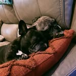 🎀🐾𝓕𝓻𝓮𝓭𝓭𝓲𝓮 & 𝓗𝓪𝓻𝓵𝓸𝔀🐾🎀 - @twostupidfrenchies - Instagram