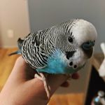 Fred Henning - @fred_the_budgie_henning - Instagram
