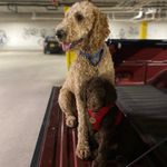 Freddie and Hershey Burritt - @freddiethepoodle_hersheygirl - Instagram
