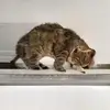 herzmindmedustfred - @herzmindmedustfred - TikTok
