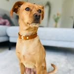 Alfi - @sir.alfred.hoover - Instagram