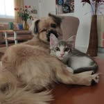 Freddie and Hoover 🐶🐱 - @freddieandhoover - Instagram