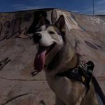 . Fred . - @fred_husky_siberiano - Instagram