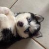 Fred - @fredhusky - TikTok