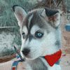 Fred_husky - @fred_husky - TikTok