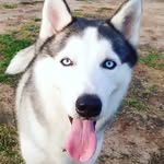 Fred Husky - @fred_husky_ - Instagram