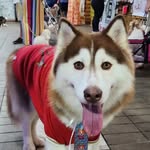 Frederico Pedrosa Rayol Stein - @fred.husky - Instagram