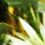 Fred Hwang Santos - @fredhwangsantoss - Instagram