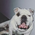 Fred - @fred_bulldog_ingles - Instagram