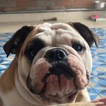 Fred - @fred_o_bulldog_ingles - Instagram