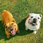 Thor & Fred - Bulldog Inglês - @bulldogingles_thorefred - Instagram