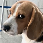 Fred | Dog • Nature • Adventure • Ireland - @friendfred_ - Instagram