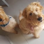 F&T Irish Terriers - @fred_en_tom_irish_terriers - Instagram