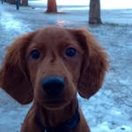 Little Fred 🐺🐾 - @fred_the_irish_setter - Instagram
