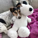 Fredzio i my - @fred_jackrussell - Instagram