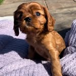 Fred Jasper Francis - @freddyjdog - Instagram