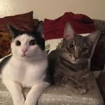 Fred Midori and Fox Jasper - @fred.and.fox - Instagram
