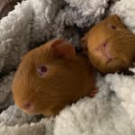 Fred,George,Jasper&Carlisle🧡🤍 - @adventuresofaweasleycullen_pig - Instagram