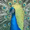 fredjeffery2 - @fredjeffery2 - TikTok