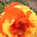 Fred Kittrell - Facebook