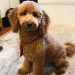 Fred Giselle Knowles Boseman - @fredminidoodle - Instagram
