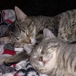 Fred & Aspen Koenig - @koenig_kitties - Instagram