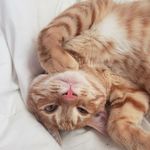 Fred Lackey - @fredthecat77 - Instagram