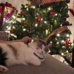 Fred Lacy💋🐱☀️ - @freddie_cat2019 - Instagram