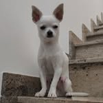 Lampo - @fredlampo - Instagram