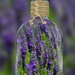 Frederica Lavender - @fredericalavender - Instagram