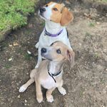 Lavender and Freddie Lee 💜 - @lavenderandfreddie - Instagram