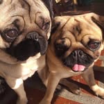 FRED_LAYLA - @pug.fredelayla - Instagram