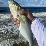 Fred Layne - @fredlayne72 - Instagram