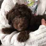 Fred Lees 🐶 - @fred_lees_the_cockapoopoo - Instagram