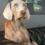 Fred Lent Van - @lentvan - Instagram